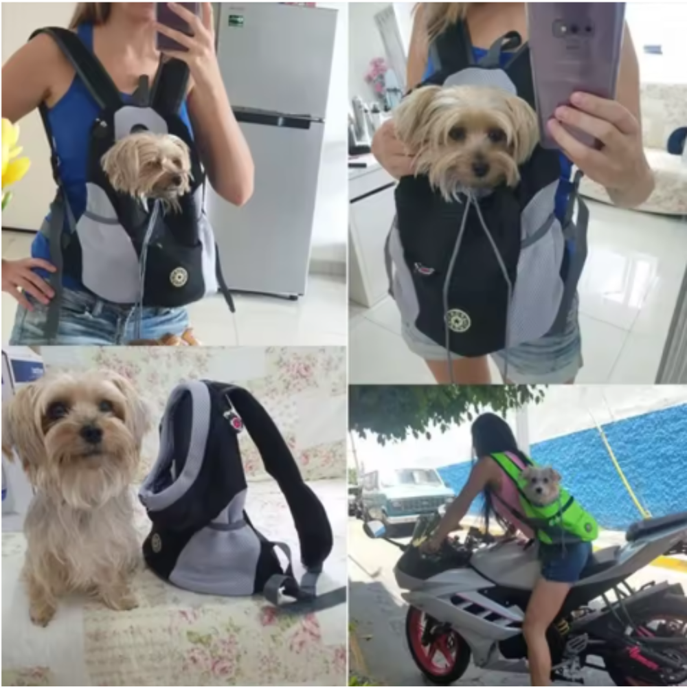 Doggy carry bag